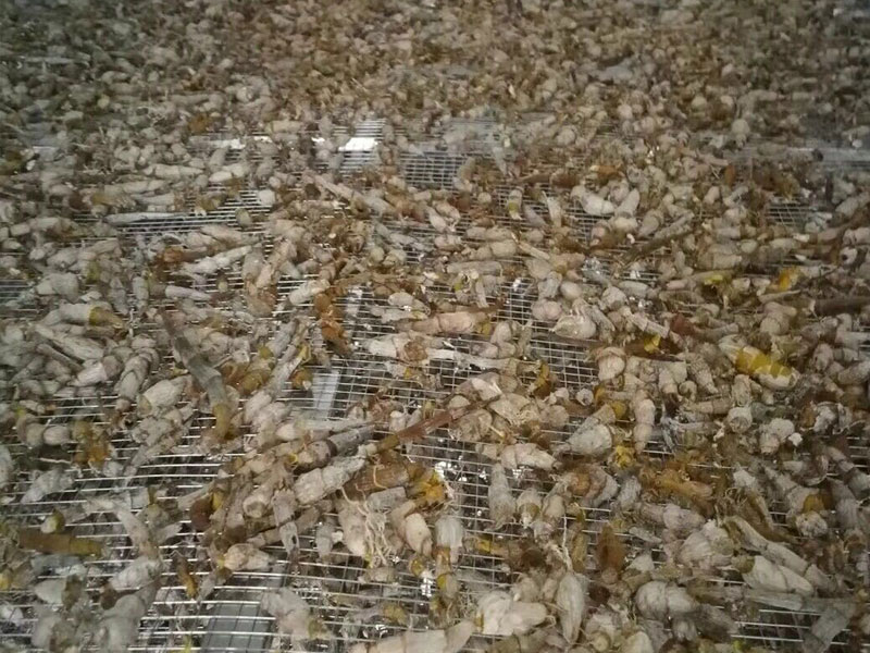 湖北野生石斛烘干機項目